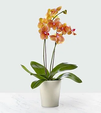 Double Kaleidoscope orchid -By Apple Blossom Florist -Oakland